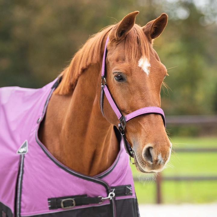 Actual product image Qhp halter and lead rope set for horse