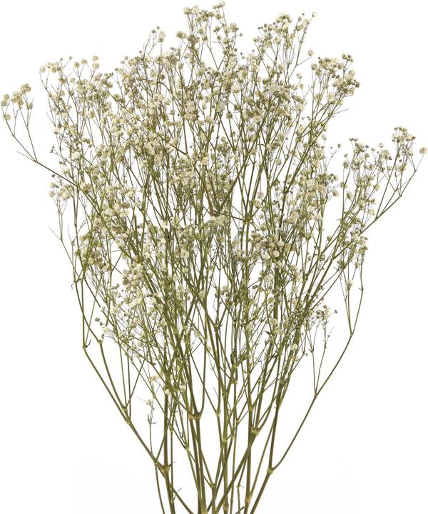 Image du produit Geschenkkörbe CH Gypsophile fleurs séchées, blanc naturel (Fleurs séchées)