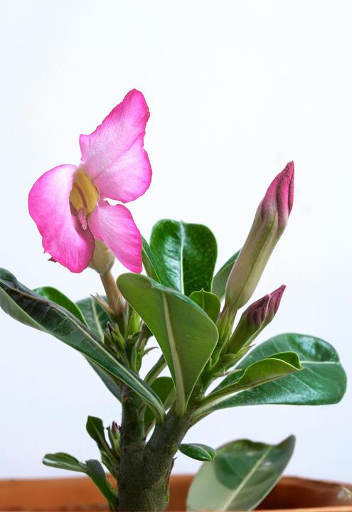 Image du produit Plant in a Box Adenium Obesum - Rose du désert (25 cm)