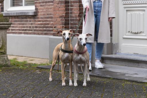 Productafbeelding Designed by Lotte Velura (XXS, XS, S, M, L, Hond, Loop)
