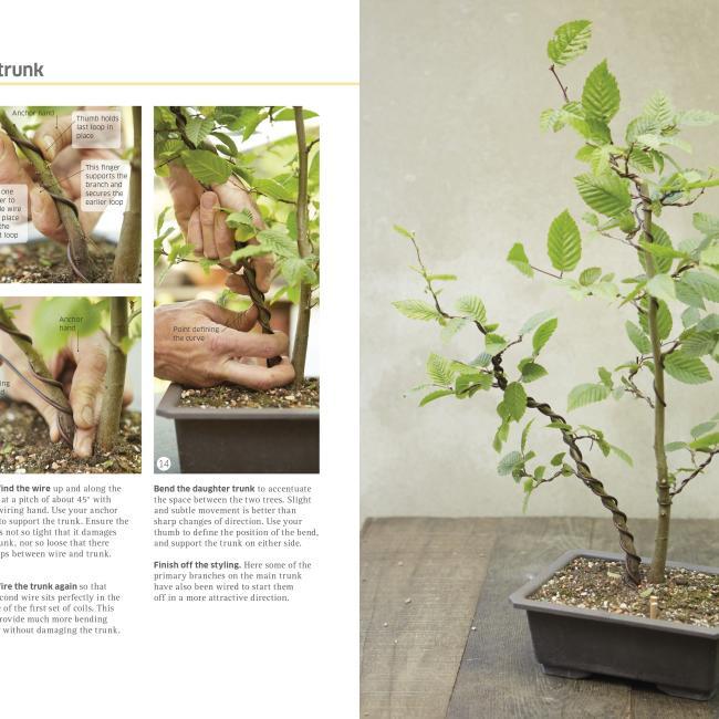 Actual product image bonsai (English, DK, 2014)