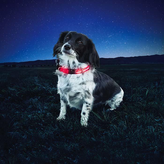 Actual product image Nite Ize Nitedawg LED Collar (S, Dog, Jogging, Walks)