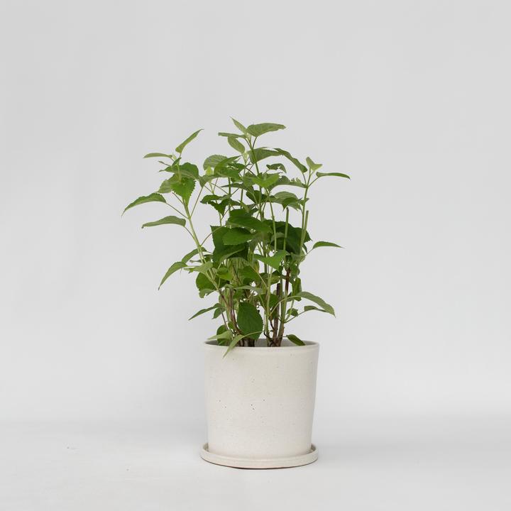 Actual product image Plant in a Box Hydrangea Strong Annabelle - Hydrangea (30 cm)