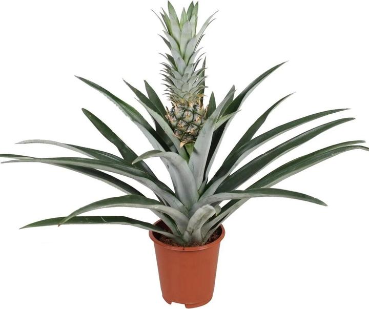 Plant in a Box Ananas comosus - Anti-Schnarch-Pflanze