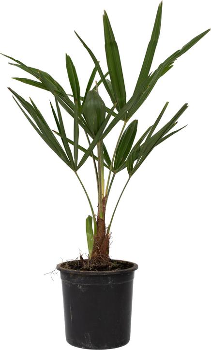Actual product image Plant in a Box Trachycarpus Fortunei - (35 cm)