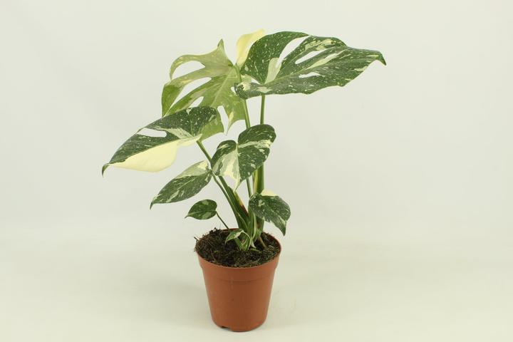 Produktbild Mahaloplants Monstera Thai constellation (50 cm)