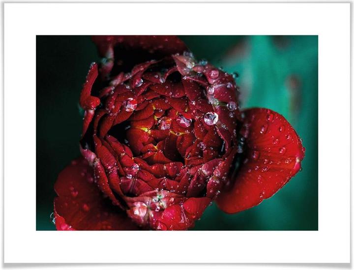 Produktbild Trenddeko Pfingstrose nach dem Regen (30 x 24 cm)