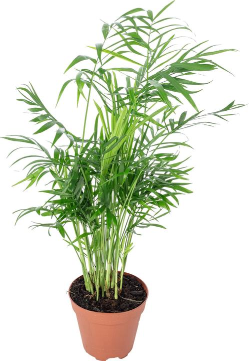 Produktbild Flowerbox Bergpalme - Chamaedorea elegans (35 cm)