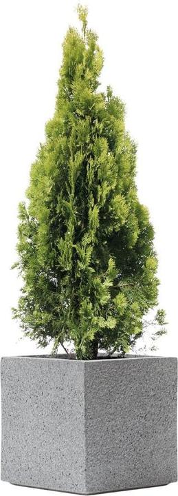 Actual product image Kirschke Rockline (55 cm)