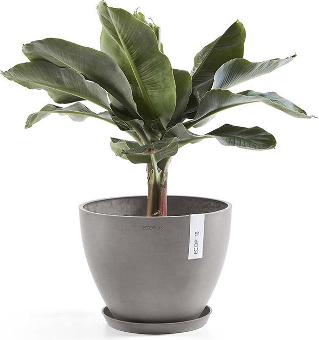 Actual product image Ecopots Saucer Round