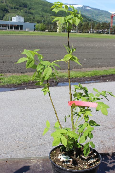 Produktbild Lubera Pimpernuss, Gemeine Pimpernuss
