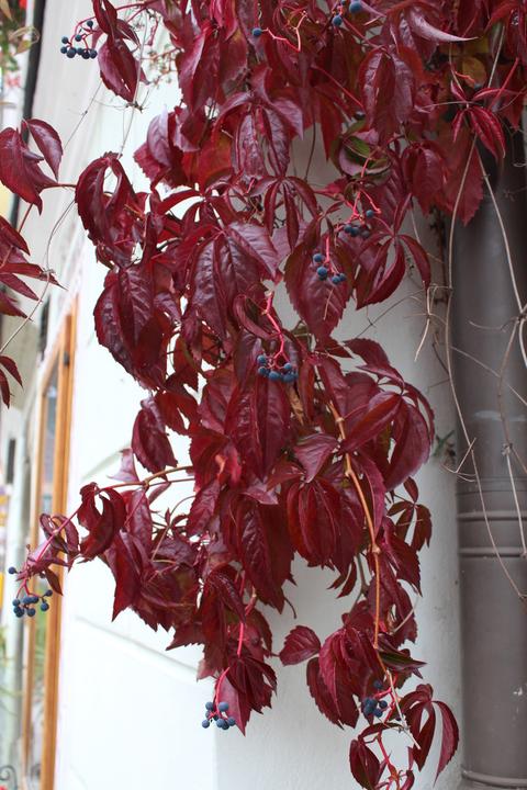 Produktbild Lubera Wein, wilder Wein, fünfblättriger Mauerwein, wilde Rebe, Jun