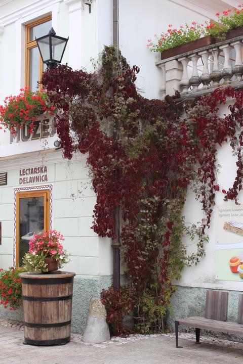 Produktbild Lubera Wein, wilder Wein, fünfblättriger Mauerwein, wilde Rebe, Jun