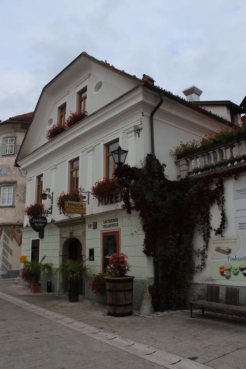 Produktbild Lubera Wein, wilder Wein, fünfblättriger Mauerwein, wilde Rebe, Jun