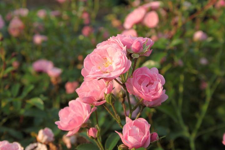 Image du produit Lubera Rose The Fairy Rosier couvre-sol