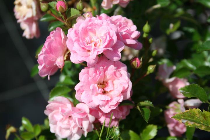 Image du produit Lubera Rose The Fairy Rosier couvre-sol