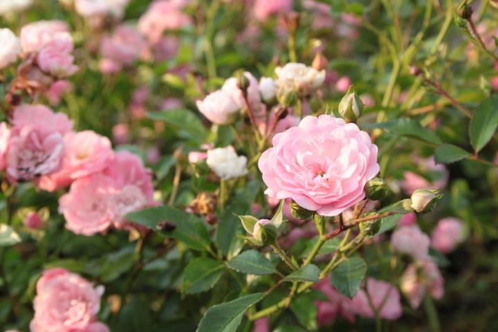 Image du produit Lubera Rose The Fairy Rosier couvre-sol