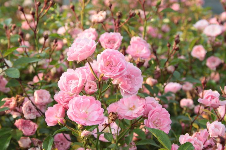 Image du produit Lubera Rose The Fairy Rosier couvre-sol