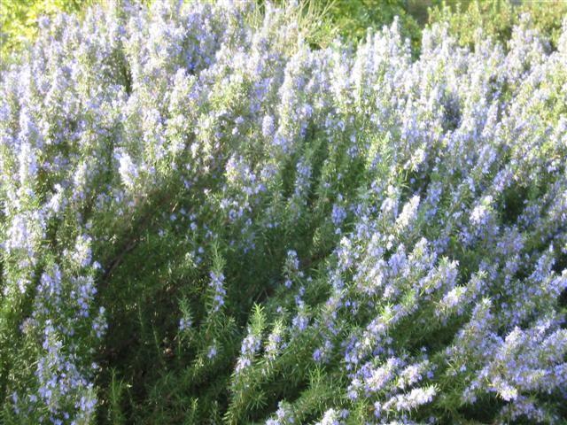 Immagine prodotto Lubera Rosmarino (Rosmarin officinalis)