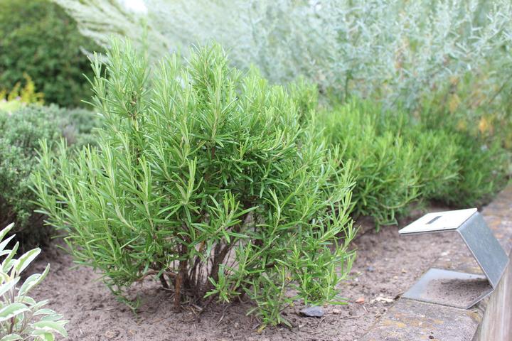 Immagine prodotto Lubera Rosmarino (Rosmarin officinalis)