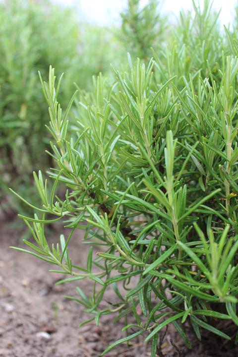 Immagine prodotto Lubera Rosmarino (Rosmarin officinalis)
