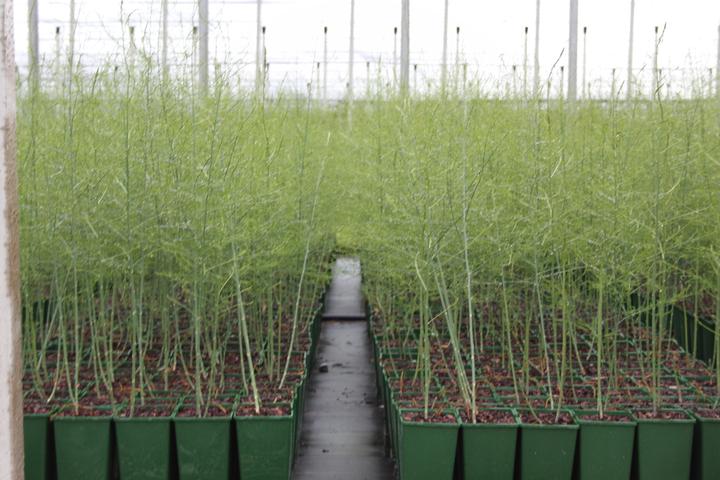 Produktbild Lubera Bleichspargel BlancheVite®