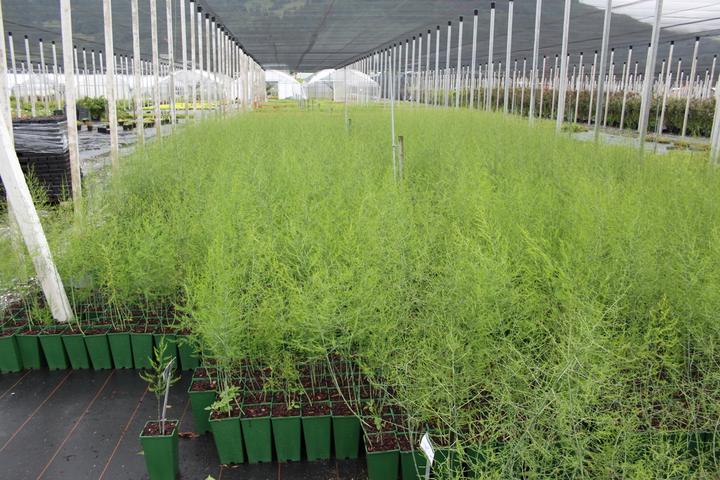 Produktbild Lubera Bleichspargel BlancheVite®