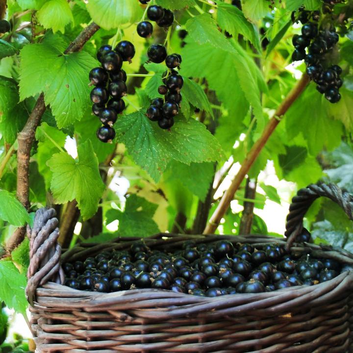 Produktbild Plant in a Box Ribes nigrum Titania - Schwarze Johannisbeere (90 cm)