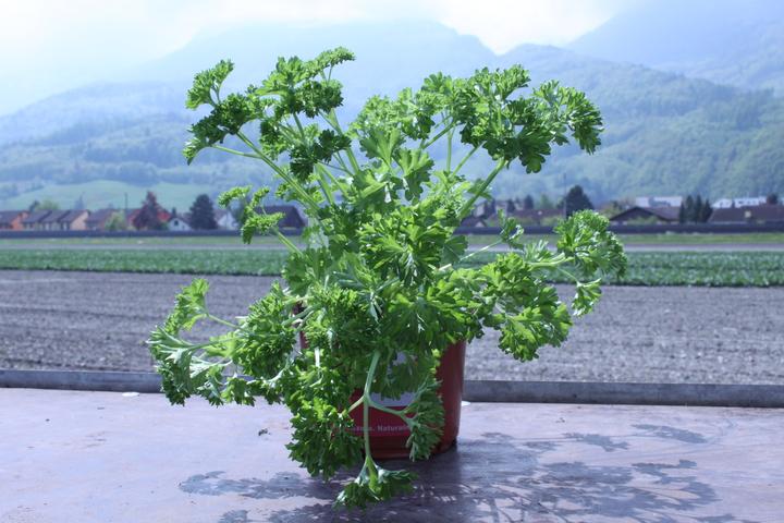 Image du produit Lubera Persil 'Mooskrause