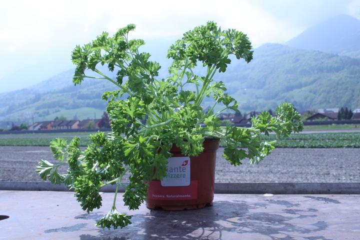 Image du produit Lubera Persil 'Mooskrause
