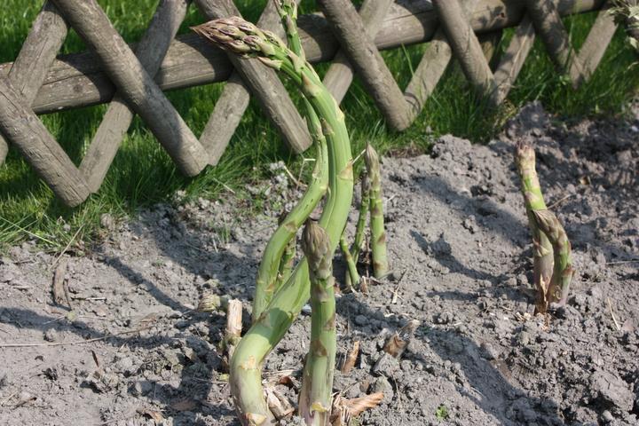 Produktbild Lubera Grünspargel VerteVite®