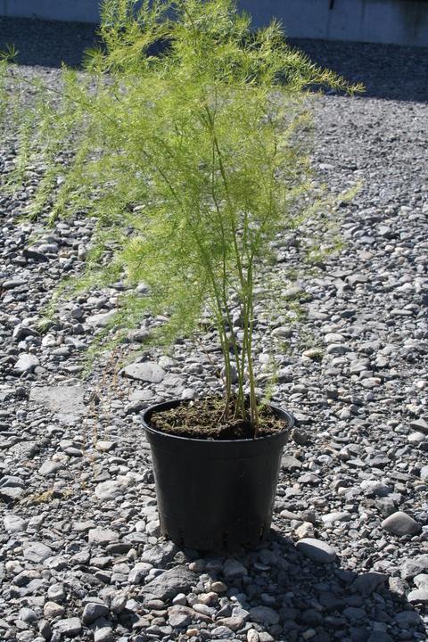 Produktbild Lubera Bleichspargel BlancheVite®
