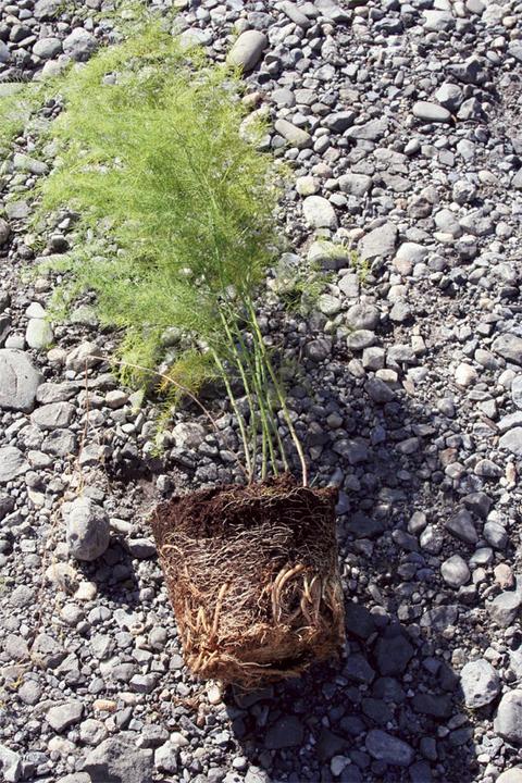 Produktbild Lubera Bleichspargel BlancheVite®