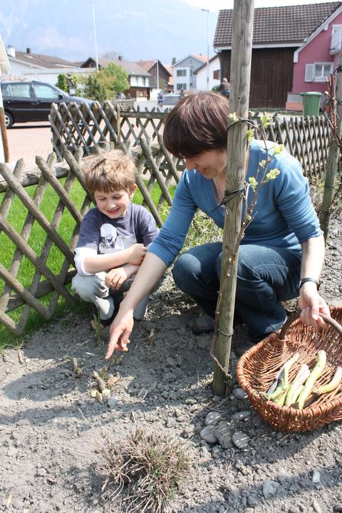 Produktbild Lubera Grünspargel VerteVite®