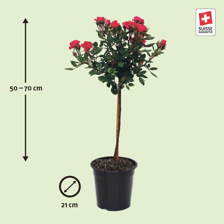 Actual product image Zulauf Floribundarose / Rosa 'Fuchsia Terrazza (70 cm)