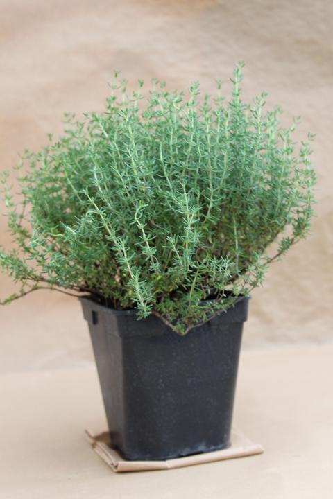 Produktbild Lubera Zwergthymian (Thymus vulgaris)