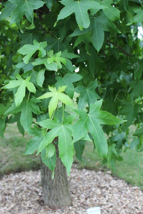 Produktbild Lubera Amberbaum, Seesternbaum