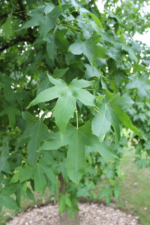 Produktbild Lubera Amberbaum, Seesternbaum