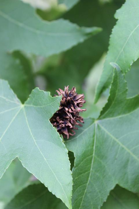 Produktbild Lubera Amberbaum, Seesternbaum