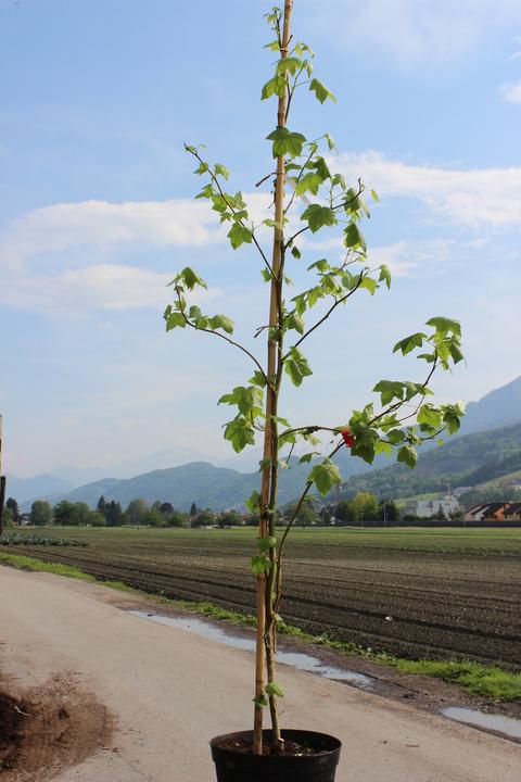 Produktbild Lubera Amberbaum, Seesternbaum