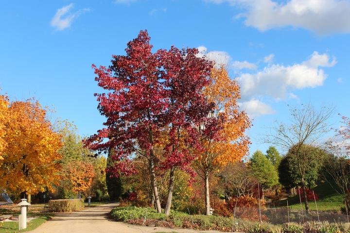 Produktbild Lubera Amberbaum, Seesternbaum