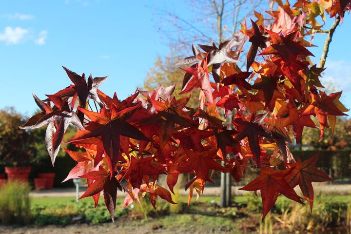 Produktbild Lubera Amberbaum, Seesternbaum