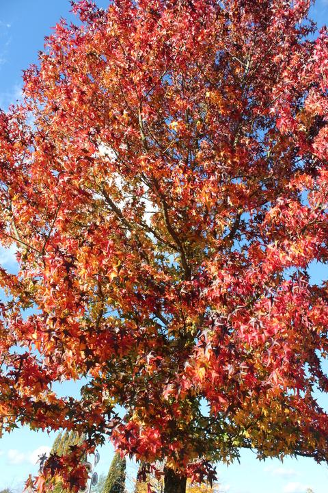 Produktbild Lubera Amberbaum, Seesternbaum