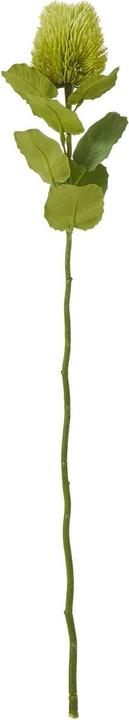 Immagine prodotto Hill Interiors Stelo di Banksia Pianta artificiale (59 cm)