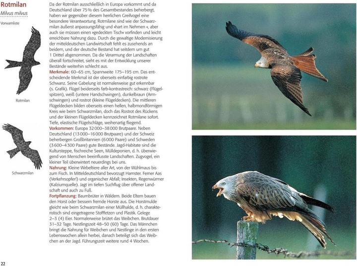 Produktbild Greifvögel & Eulen (Deutsch, Walther Thiede, 2019)
