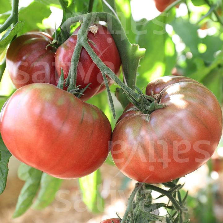 Image du produit Sativa Black Prince (Solanum lycopersicum) (Germe de bombe)