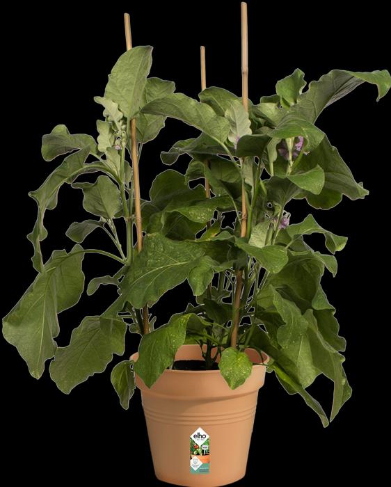 Image du produit Elho Vert de base (19 cm)