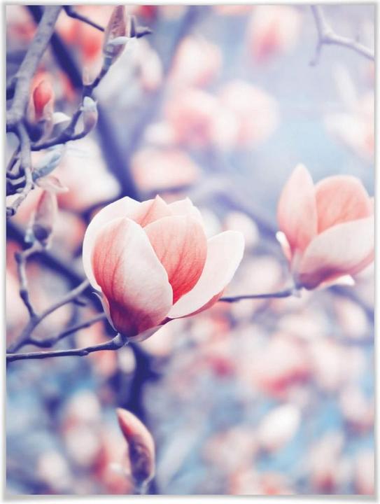Produktbild Trenddeko Magnolienknospe (40 x 50 cm)