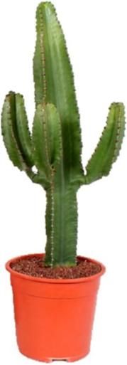Immagine prodotto Fresca-Plant Euphorbia Trigona (20 cm)