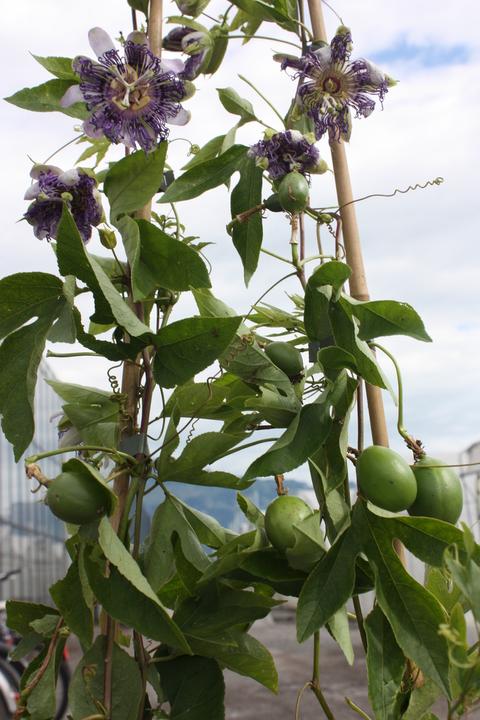 Produktbild Lubera Passionsfrucht Eia Popeia®